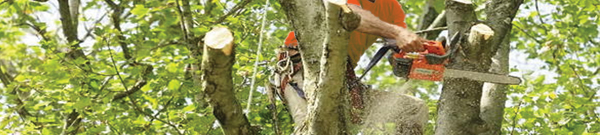 Tree Trimming